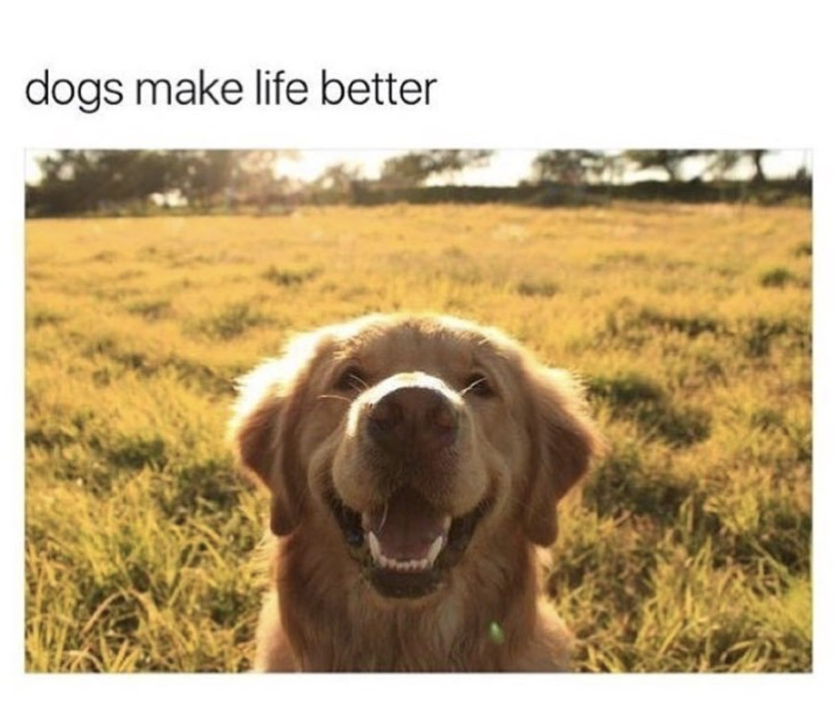 Funny Random Meme Dump Funny Animals Funny Animal Memes Cute
