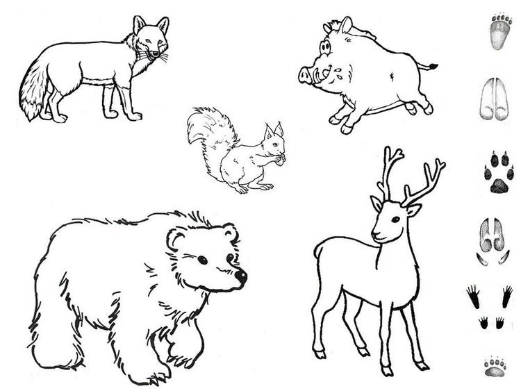 Download Pin by Stanka Sedlackova on Grafomotorika | Arctic animals lesson plans, Arctic animals lessons ...