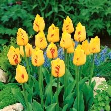 Cebulki Kwiatowe - Sadzonki Kwiatów 1800 odmian - Sklep Świat Kwiatów | Dostawa gratis! Plants, Plant, Planets