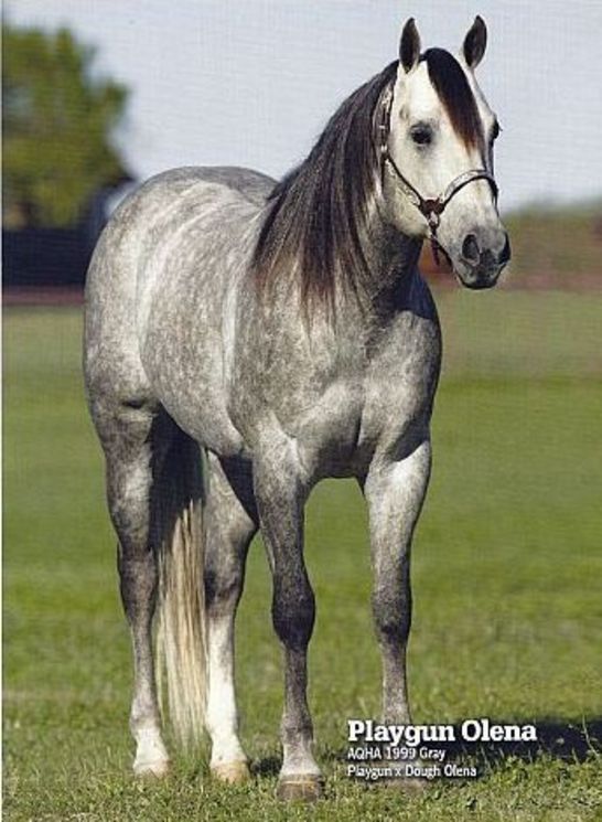 Quarter Horse Stallion Playgun Olena Quarter Horse Stallion