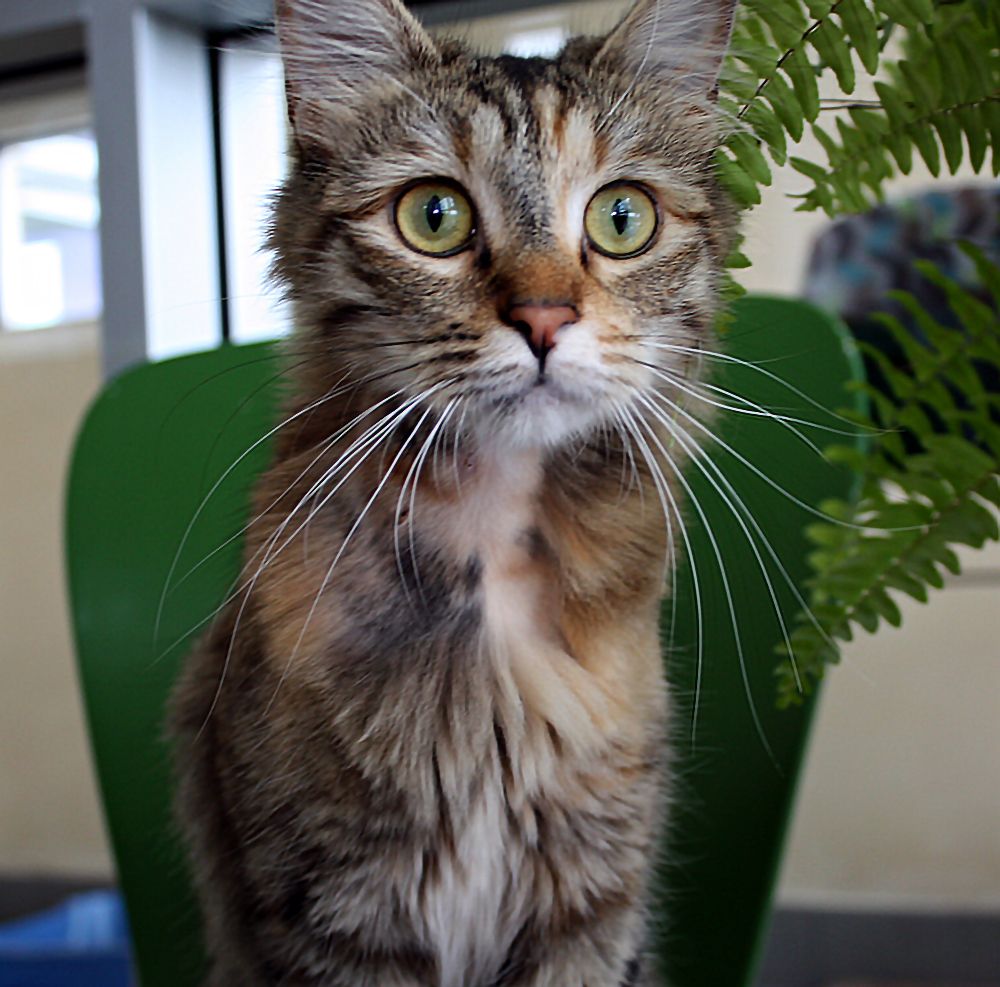 when should female kittens get fixed