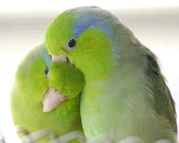 Love Birds Kissing 38 Photos Animals Beautiful Birds