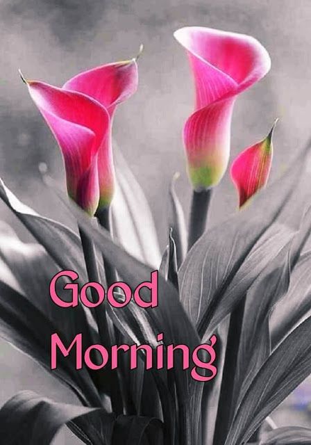 Good Morning Images Gud Morning Images, Good Morning Coffee Images, Good Morning Flowers Pictures, Latest Good Morning Images, Good Morning Friends Images, Good Morning Beautiful Pictures, Beautiful Morning Messages, Good Morning Photos, Morning Pictures