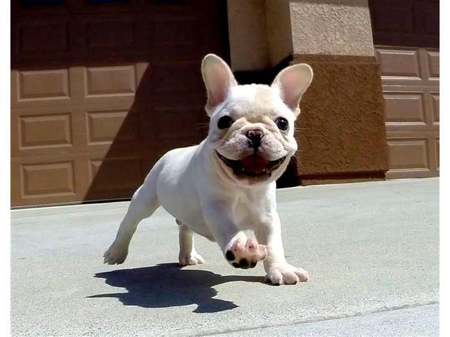 Pin By Jeremy Britton On Caught My Eye Bulldog Puppies French