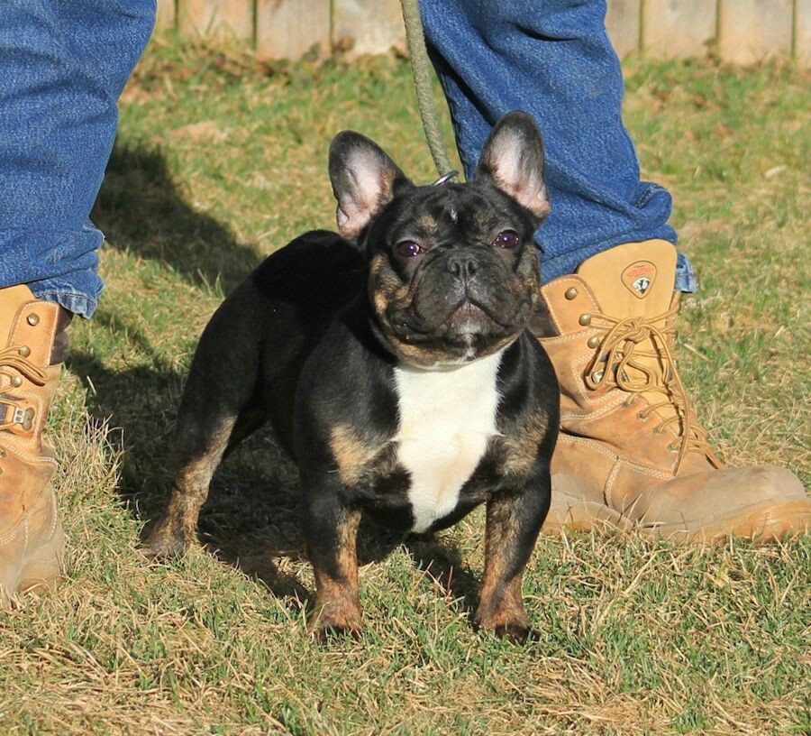 Gypsy Is Another Of Our Ukraine Imports We Expect Huge Things
