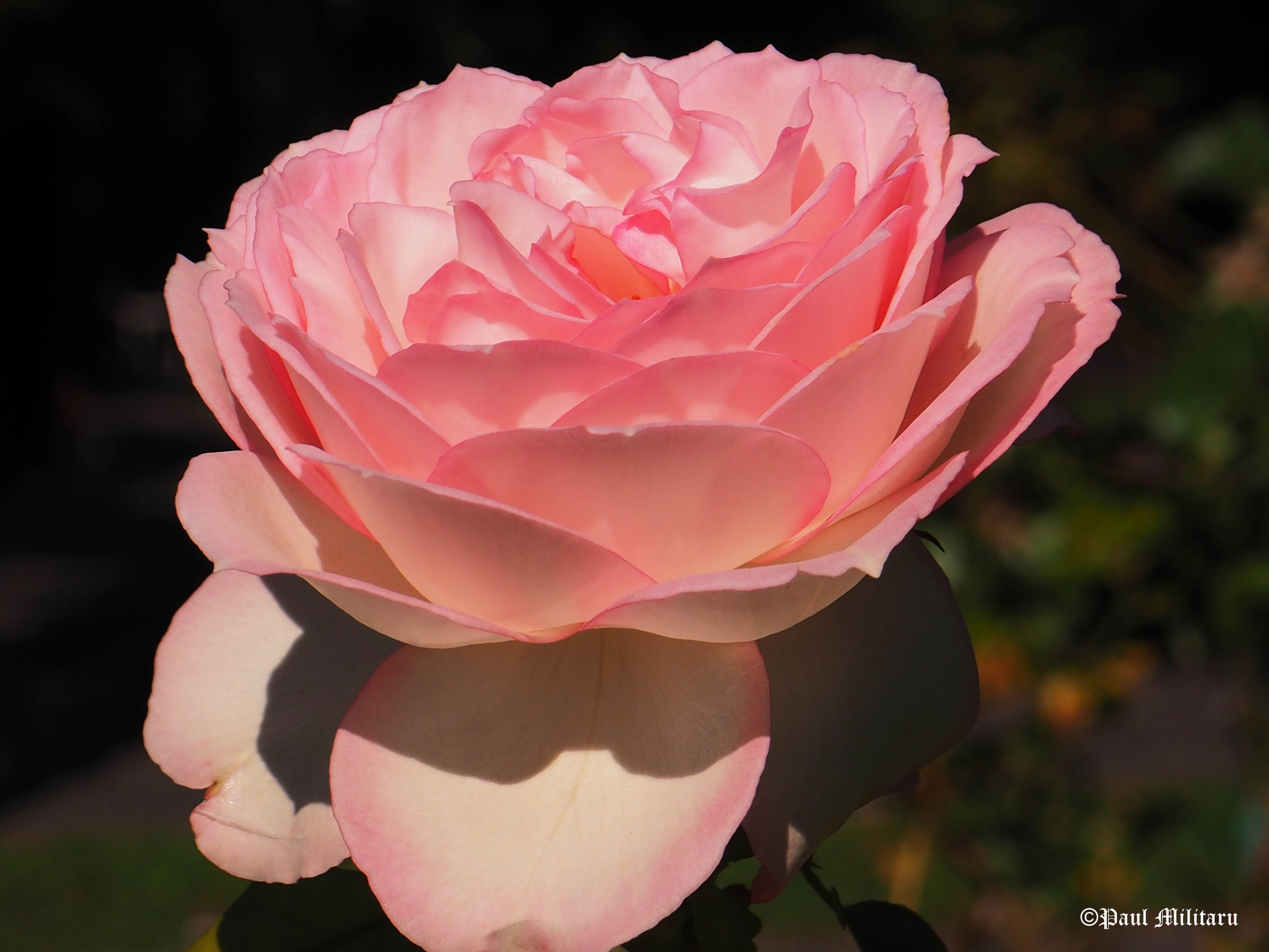 Delicate Pink Pink Delicate Flowers delicate-pink-pink-delicate-flowers