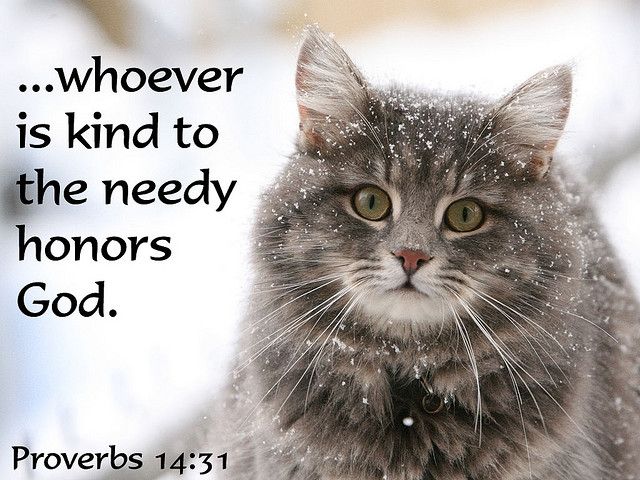 remember this! Crazy Cat Lady, Crazy Cats, Pretty Cats, Cute Cats