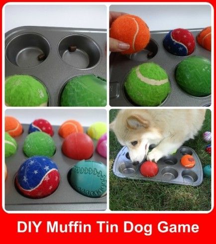 Brain Games To Challenge And Entertain Your Dog Diy Hide Treats