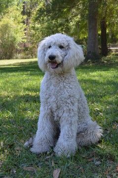 Poodle Standard Puppy For Sale In Live Oak Fl Adn 41500 On