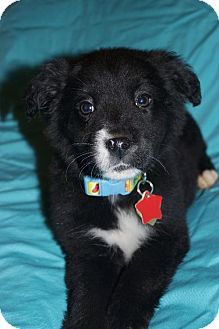 Pin On Pet Adoption Board 2