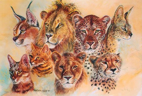 african big cats images