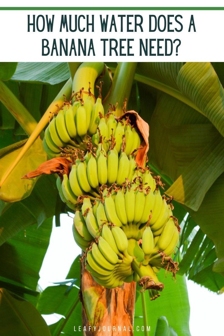 How Much Water Does A Banana Tree Need Banana Tree Banana Tree
