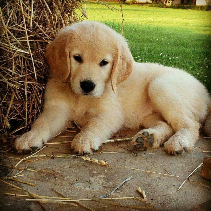 He Looks Like The Good Estimate Boy Ever Puppy Images Retriever Puppy Dogs And Puppies