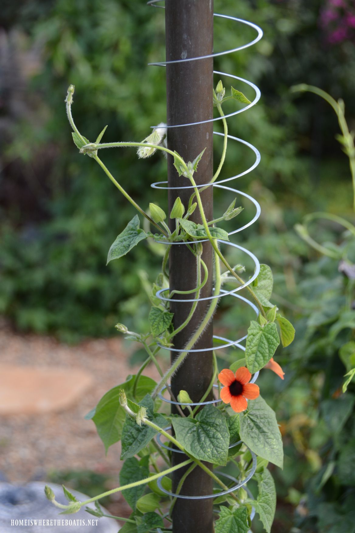 Slinky Hack and Trellis for a Favorite Flowering Vine #garden Slinky Hack and Trellis for a Favorite Flowering Vine #garden