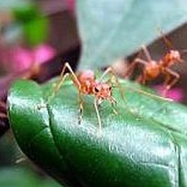 Treat A Fire Ant Bite Useful Pinterest Bites Treat A Fire Ant Bite