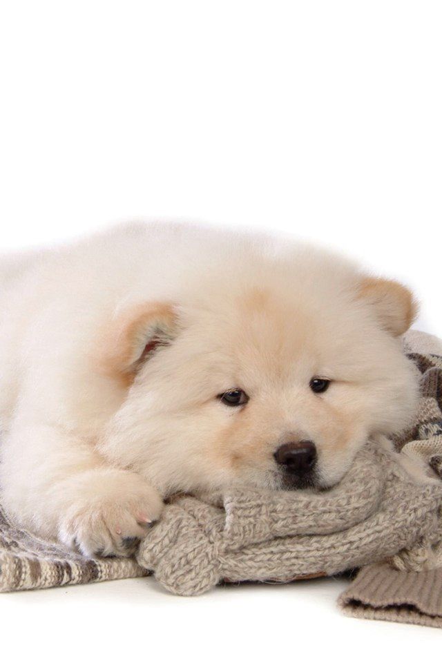 Cho Chow Chow Chow Puppy Puppy Wallpaper Puppies