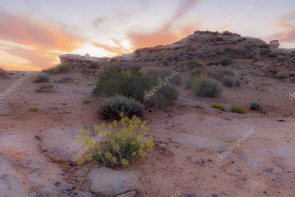 Flowering Cactus Henry Mountains Utah Usa - Stock Photo , #ad, #Henry, #Mountains, #Flowering, #Cactus #AD #utahusa