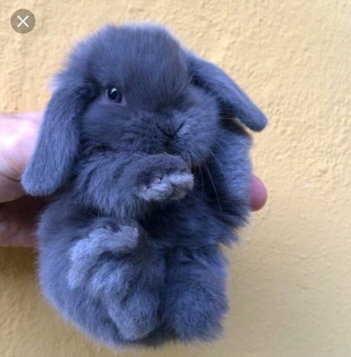 Pin by Mlle Brimbelle on cute bunny✌ | Cute baby animals, Cute baby  bunnies, Fluffy animals