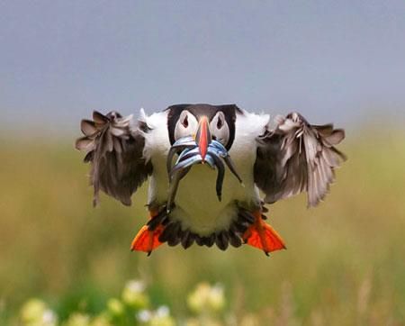 Birdguides Photo Of The Year 2009 Beautiful Birds Pet Birds Animals Beautiful