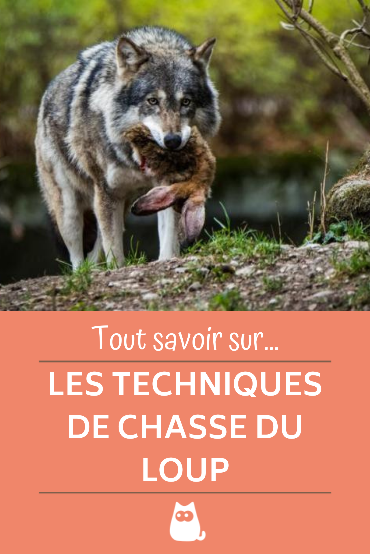 Comment Le Loup Chasse T Il Loup Animaux Sauvages Chasse Comment Le Loup Chasse T Il Loup Animaux Sauvages Chasse