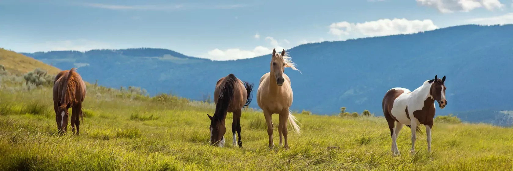 Choosing the Best Ranch - The Dude Ranchers Association Dude Ranch, Good Things, Visiting, Best, Travel, Viajes, Destinations, Traveling, Trips