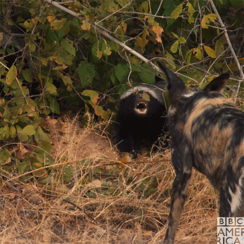 Honey Badgers Pose A Risk To Puppies And Painted Wolves Alike Be Careful Dynastiespaintedwolf Honey Badger Animals Badger