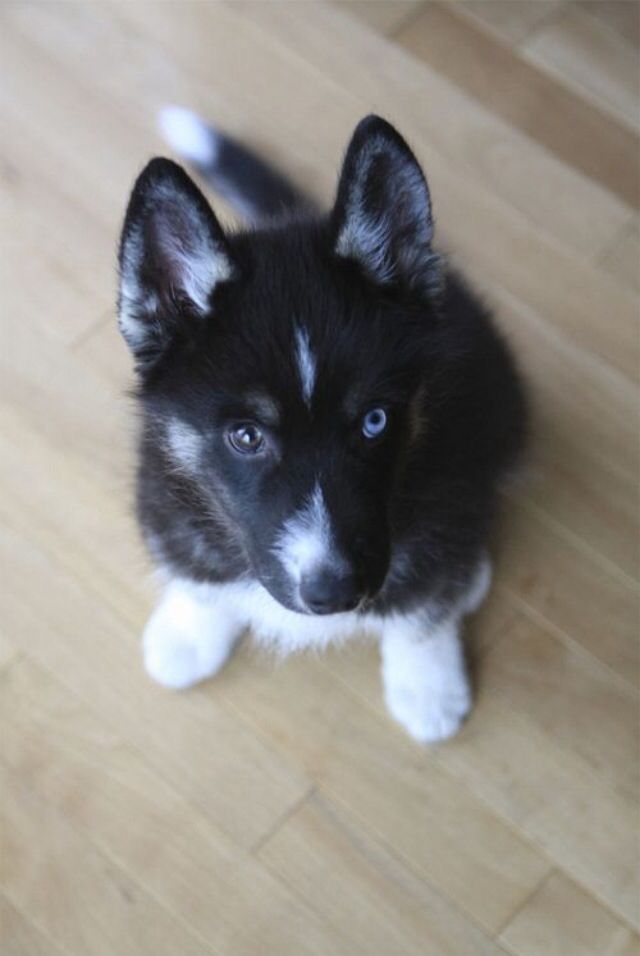 so cute Cute animals, Animals, Animals beautiful