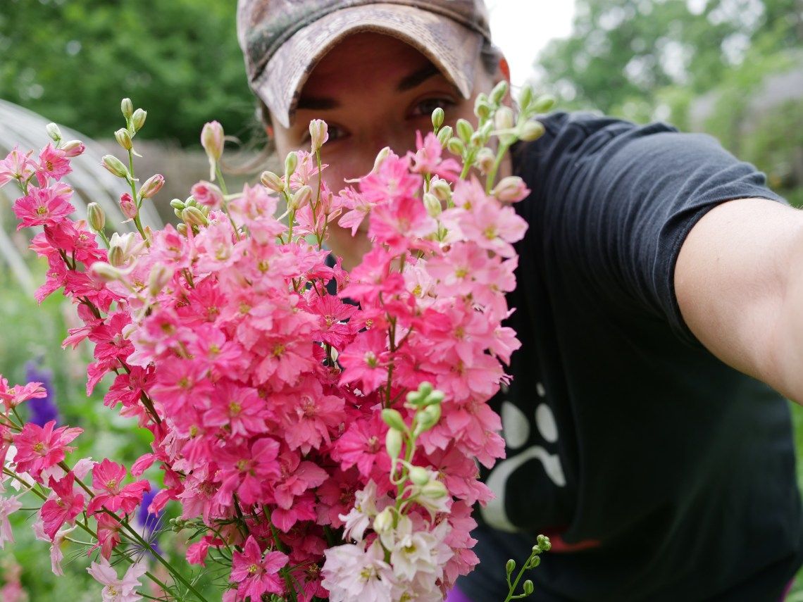 How to Grow Larkspur from Seed - Cut Flower Gardening for Beginners — Cut Flower Garden, Flower Gardening, Flower Farm, Flower Seedlings, Larkspur Flower, Pumpkin Vine, Vegetable Farming, Garden Weeds, Seed Germination