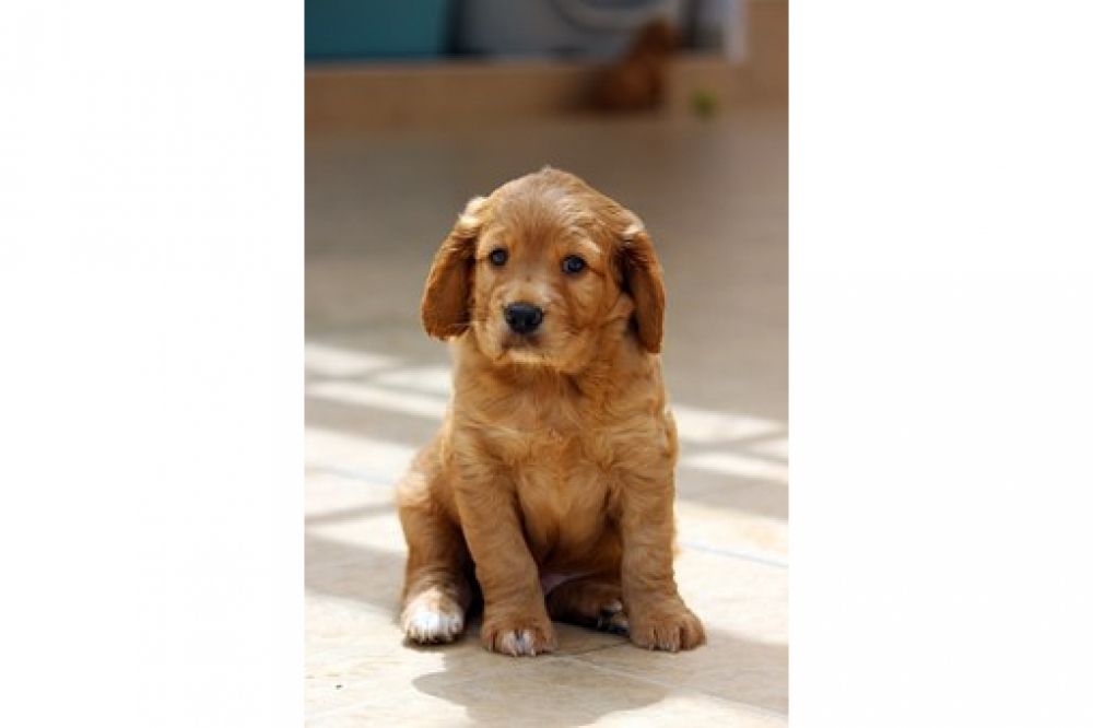 Incredible Love Dogs Visit Us By Clicking Active Link On Our Bio