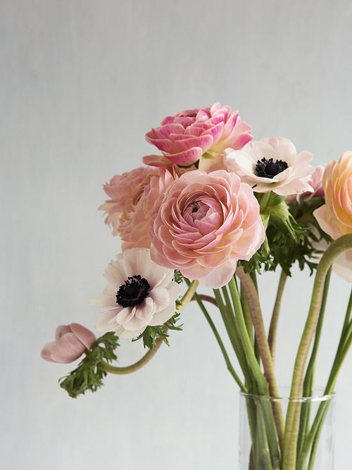 pretty ranunculus + anemones Fresh Flowers, Spring Flowers, Beautiful Flowers, Pink Spring, Spring Blooms, Spring Bouquet, Exotic Flowers, Flowers Bunch, Pretty Roses