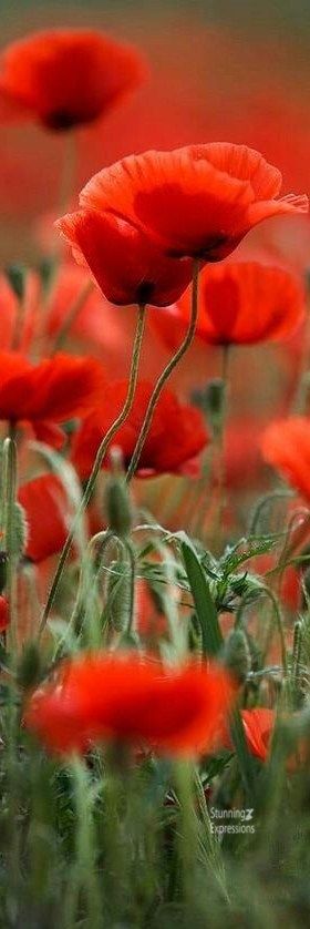 | Poppy – Flowers |