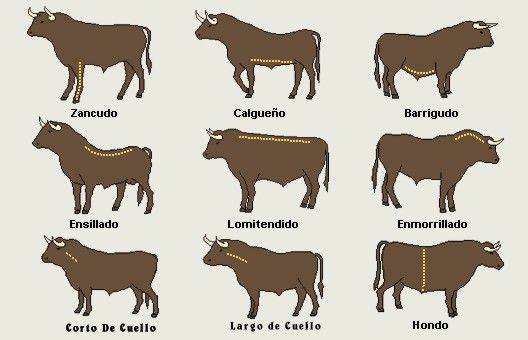 Toros De Lidia Toros De Lidia Monta De Toros Toros