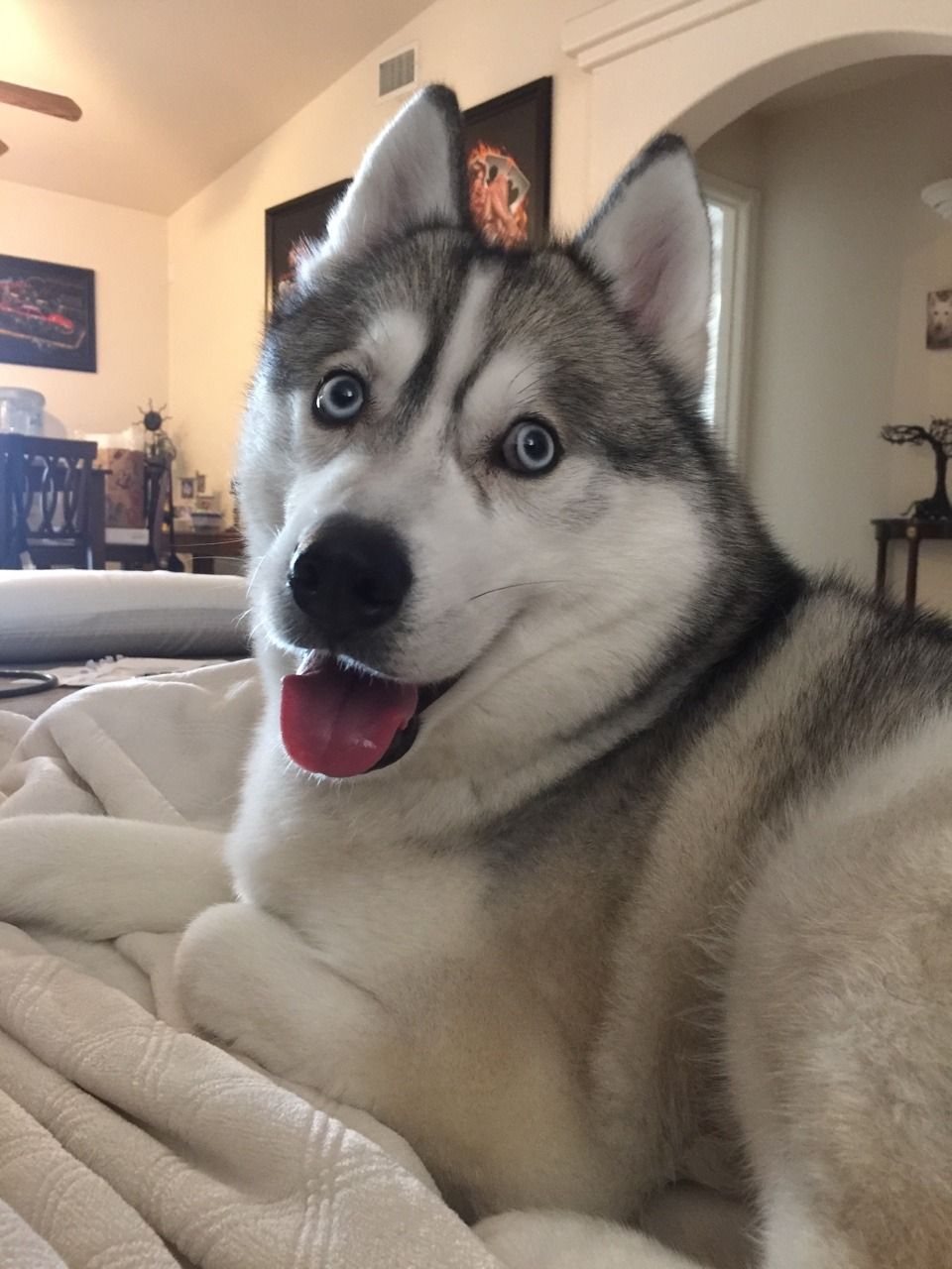 A Happy Boy Siberian Husky Siberian Husky Siberian Husky Dog Husky