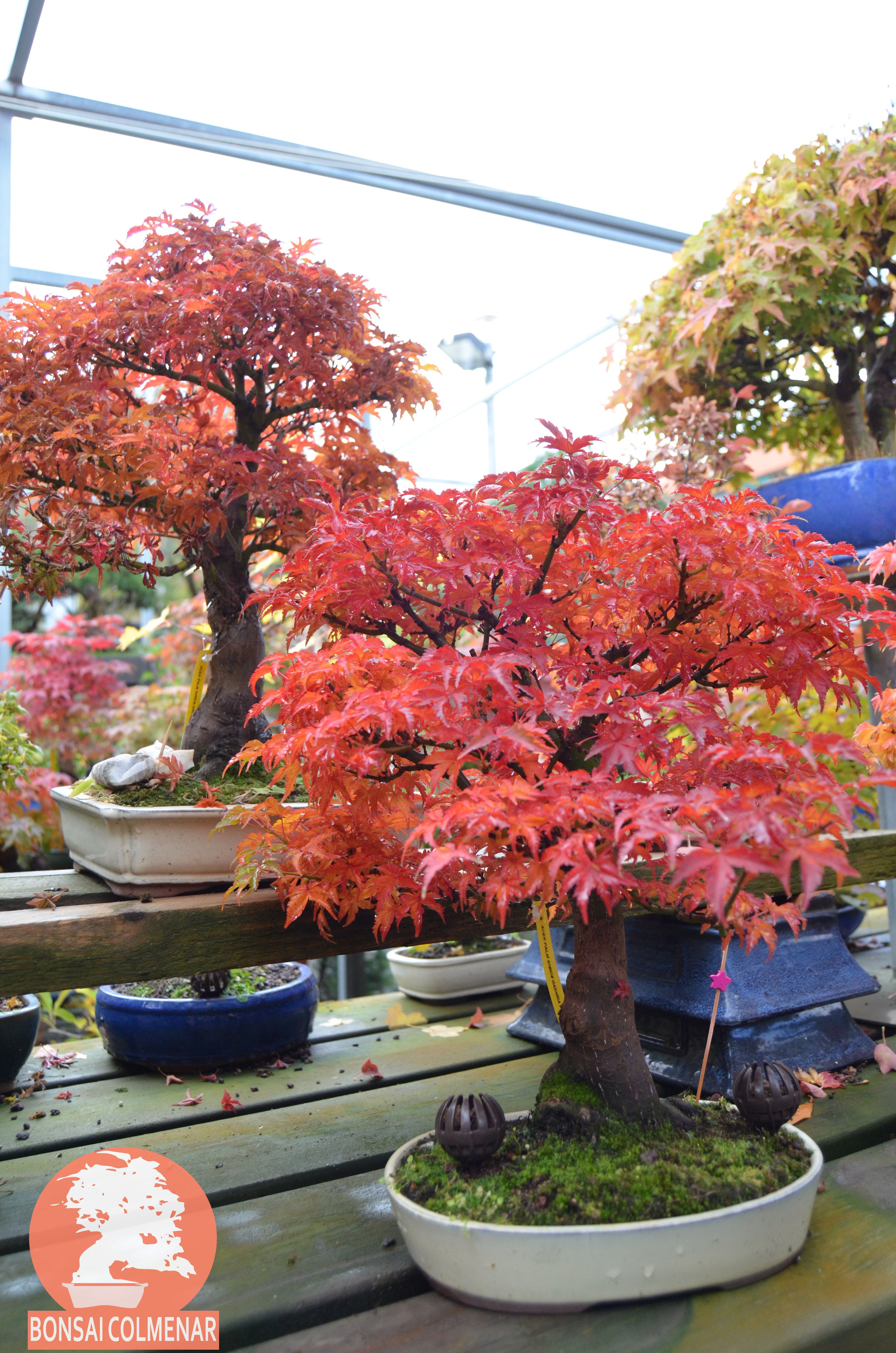 Arces Tienda Y Escuela De Bonsai En Madrid Jardín De Bonsáis Bonsai Bonsai De Arce