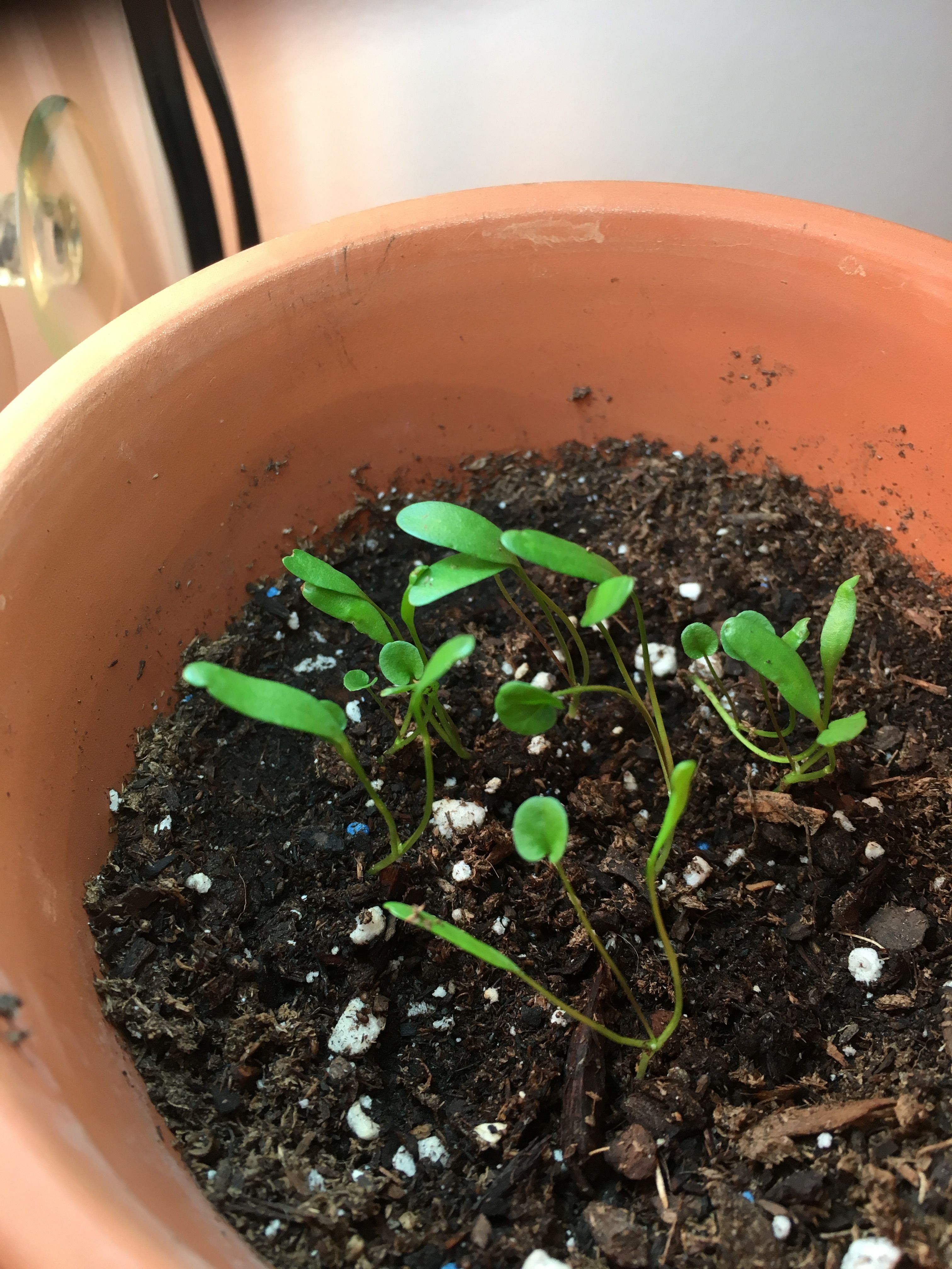 Pilea Peperomioides Sprout From Seed Pilea Peperomioides Sprout From Seed