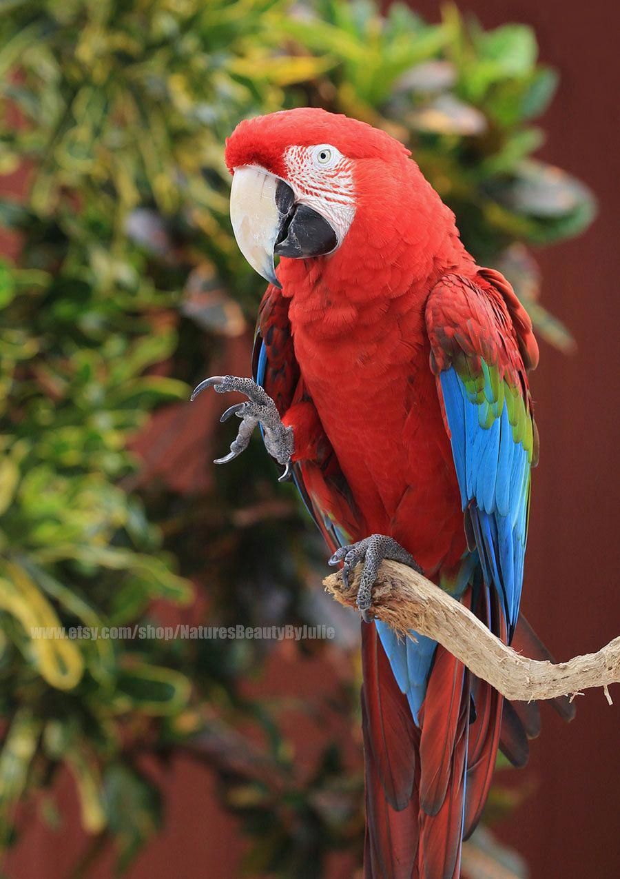 Parrot Photography Print Macaw Photo Bird Photography Tropical Bird Colorful Bird Print Wall Art Interior De Tropical Birds Tropical Decor Colorful Birds