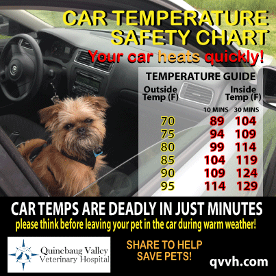 Keep your #dog or #puppy safe in the #summer heat with this #safety guide. Share to save pets! Puppy Safe, Safety Guide, Veterinary Hospital, Pet Safety, Summer Heat, Veterinarian, 4 H, Doggies, Health Tips