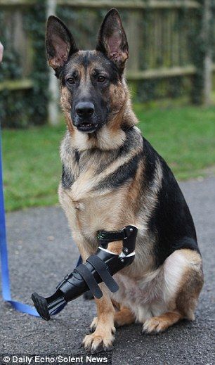 Bionic Leg Gives New Lease Of Life To Three Legged German Shepherd Bionic Leg Gives New Lease Of Life To