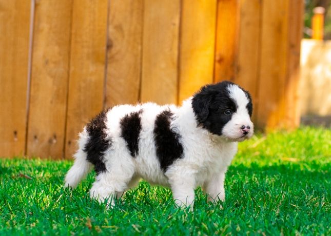 Adorable bordoodle puppy 4 weeks old! @Mountainrosebordoodles #