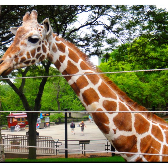 Side view of a Giraffe. | Scenery pictures, Giraffe, Picture