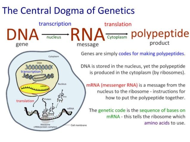 pin on genetics amp genomics dna transcription and translation