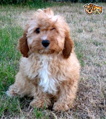 F1 Cavapoos Fully Health Tested Cavapoo Puppies Puppies Cavapoo