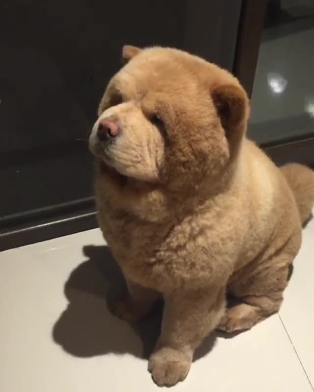 1 778 Likes 44 Comments Chow Chow Dogs Chowchowdogz On