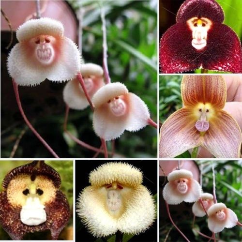 NEW 10pcs Rare Monkey Face Orchid Beautiful Plant Flower