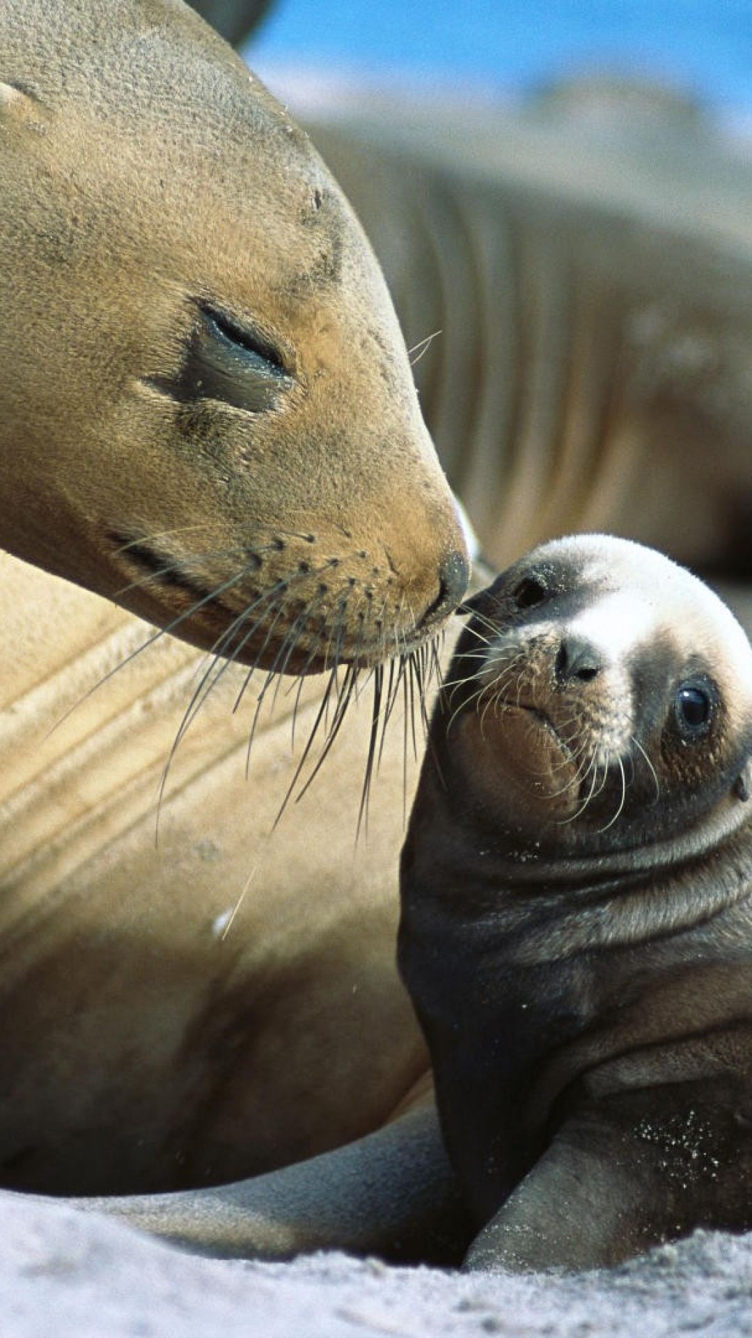 Animalsall Pc Download Animalsall Pc Download