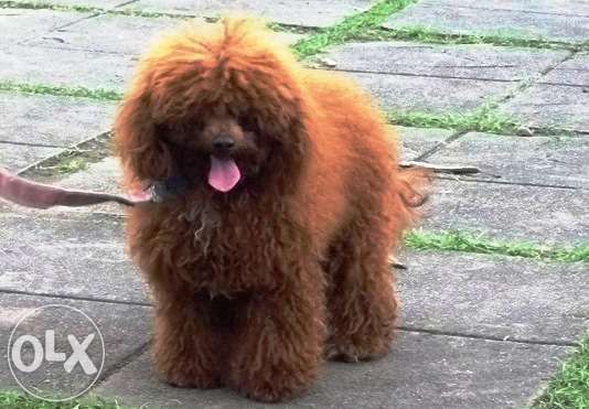 Stud Service Of Poodle Deep Red For Sale Philippines Find New
