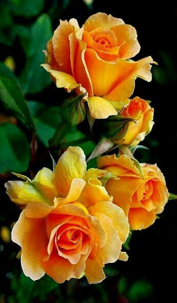 Yellow flowers commonly evoke feelings of happiness and cheer, which is exactly what they symbolize. Flowers For You, Beautiful Rose Flowers, Exotic Flowers, Amazing Flowers, Pretty Flowers, Beautiful Pictures Of Flowers, Beautiful Beautiful, Flower Painting, Flower Art