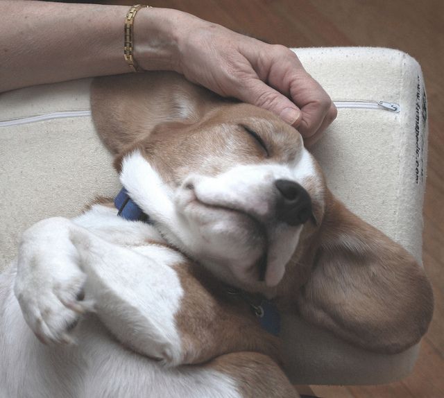 Myron Sez That Sthespot Beagle Beagle Puppy Puppies