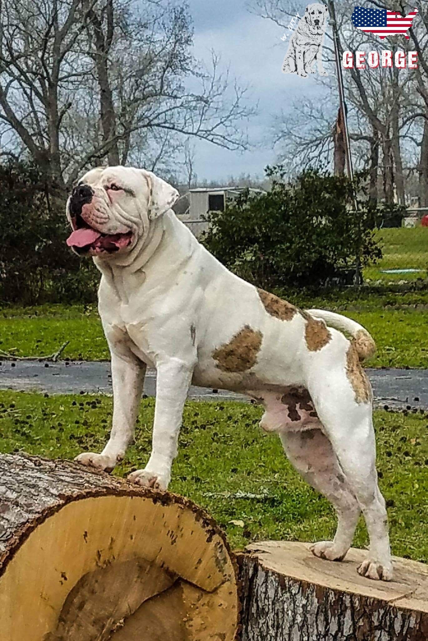 George Blueblood Bulldog From Usa Bully Dog Blue Blood