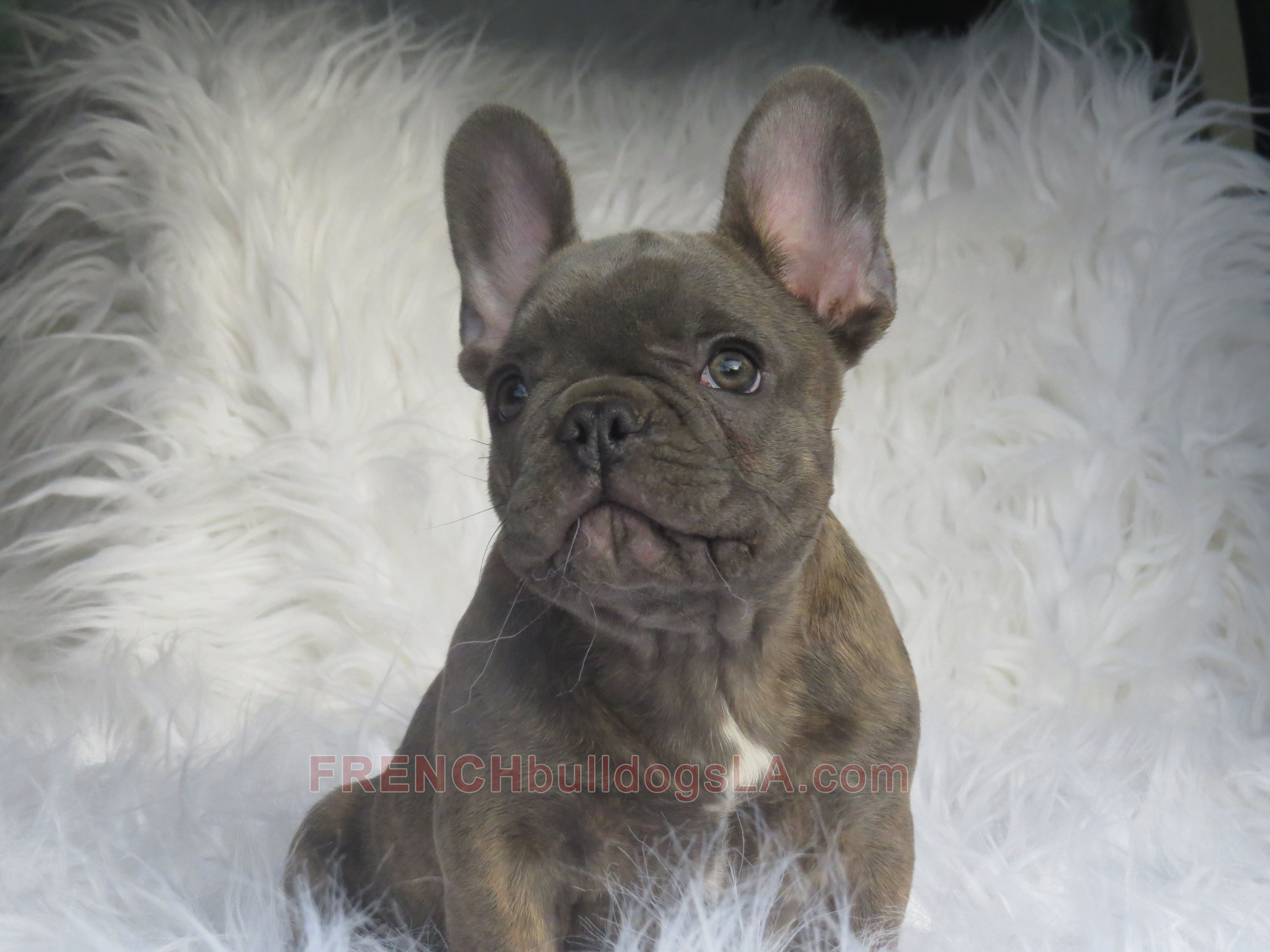 French Bulldog For Sale 16 French Bulldog Fawn French Bulldog